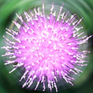 Meshed Insights Logo