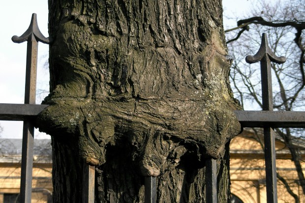 Tree trunk absorbs spear tips of the fence next to it