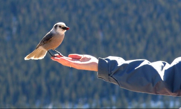 Open hand, free bird Open hand, free bird