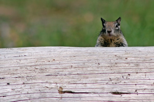 Squirrel peering from behind log