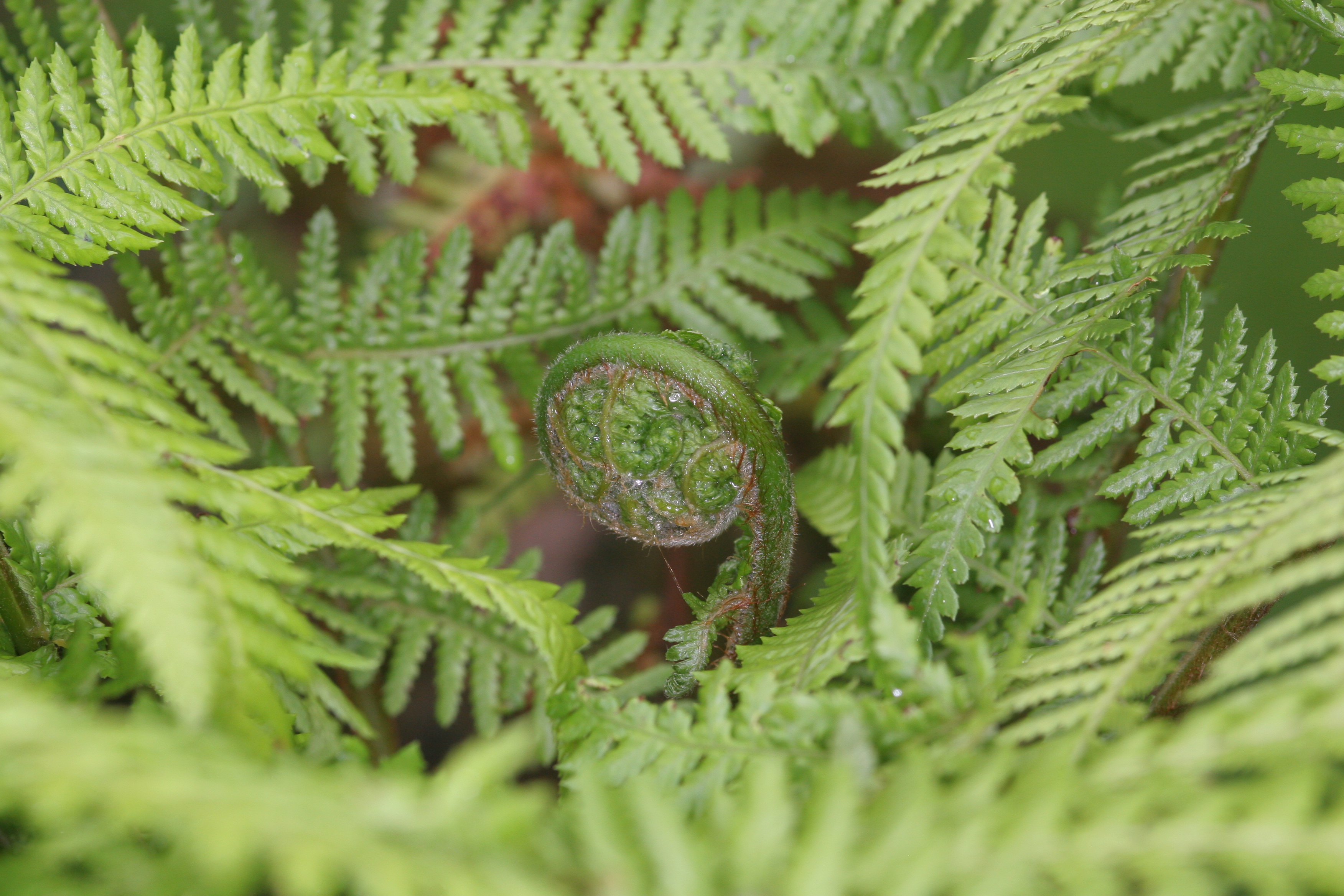 Fern Fiddlehead