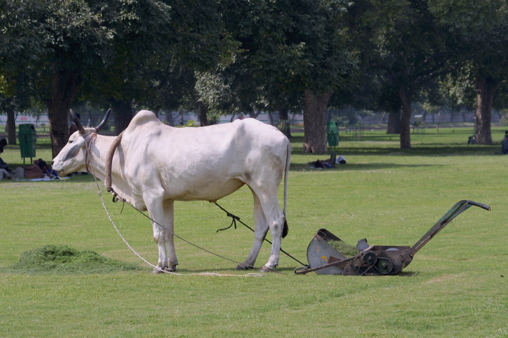 A sit-down mower created by trying to adapt the old one with a tied-on correction Cow Pulling Lawn Mower In Delhi