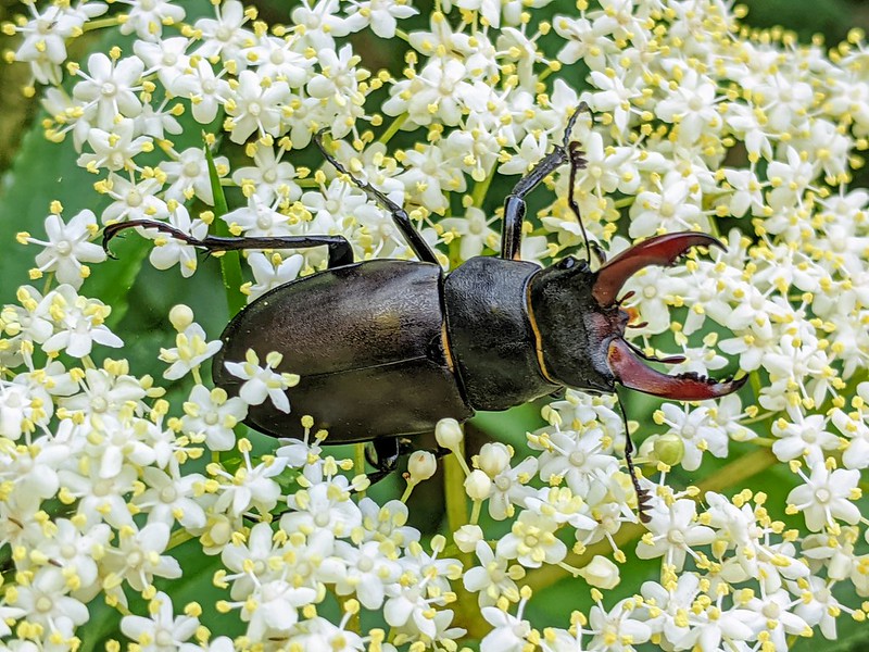 Stag Beetle emerging from elder blossom